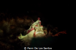 Yellow Clown Frogfish by Penn De Los Santos 